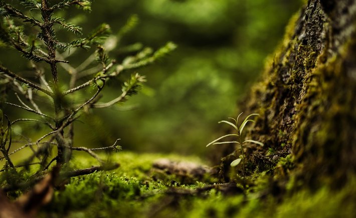 Beyond the Charismatic Megafauna: Finding Stories in Overlooked Species