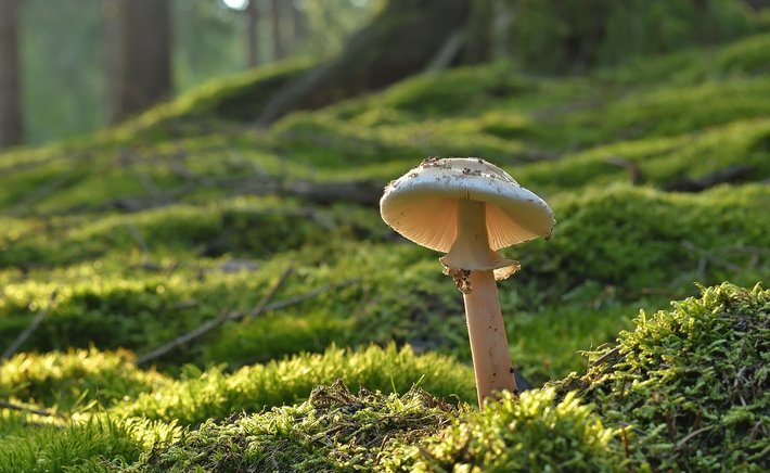 The Understory Speaks: Books About the Hidden Life of Forests