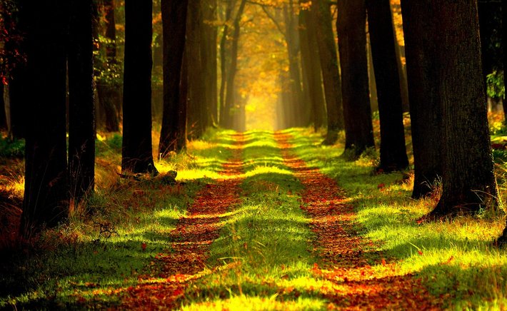 When the Forest Is the Main Character: Nature Writing That Reads Like Fiction